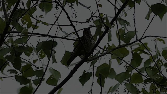 Пение птиц. Голос дрозда рябинника слушать онлайн бесплатно