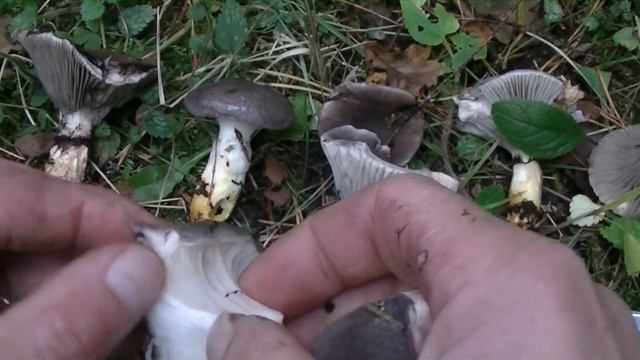 Гриб МОКРУХА ЕЛОВАЯ, дегустирует "Бася".