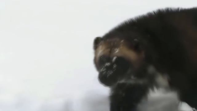 Охота - промысел ненцев