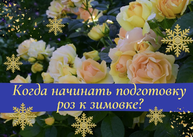 Когда начинать подготовку роз к зимовке?