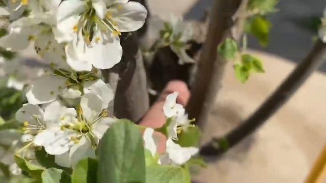 Омолаживающая обрезка старой сливы. Как реанимировать старую сливу и заставить ее плодоносить.