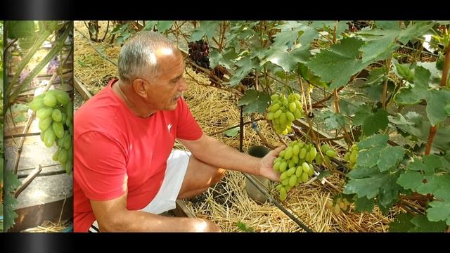 Виноград ВЗЛЕТНАЯ ПОЛОСА, ВАСИЛИСА ПРЕКРАСНАЯ, Кш СКАЗКА, ТОРНАДО