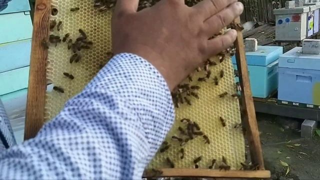 Купил Пчеломаток Как подсажеваю дорогих маток Карника Пешец | Максим Никутин | Улья ппу Нижегороде