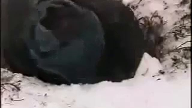 Охота на медведя в берлоге!