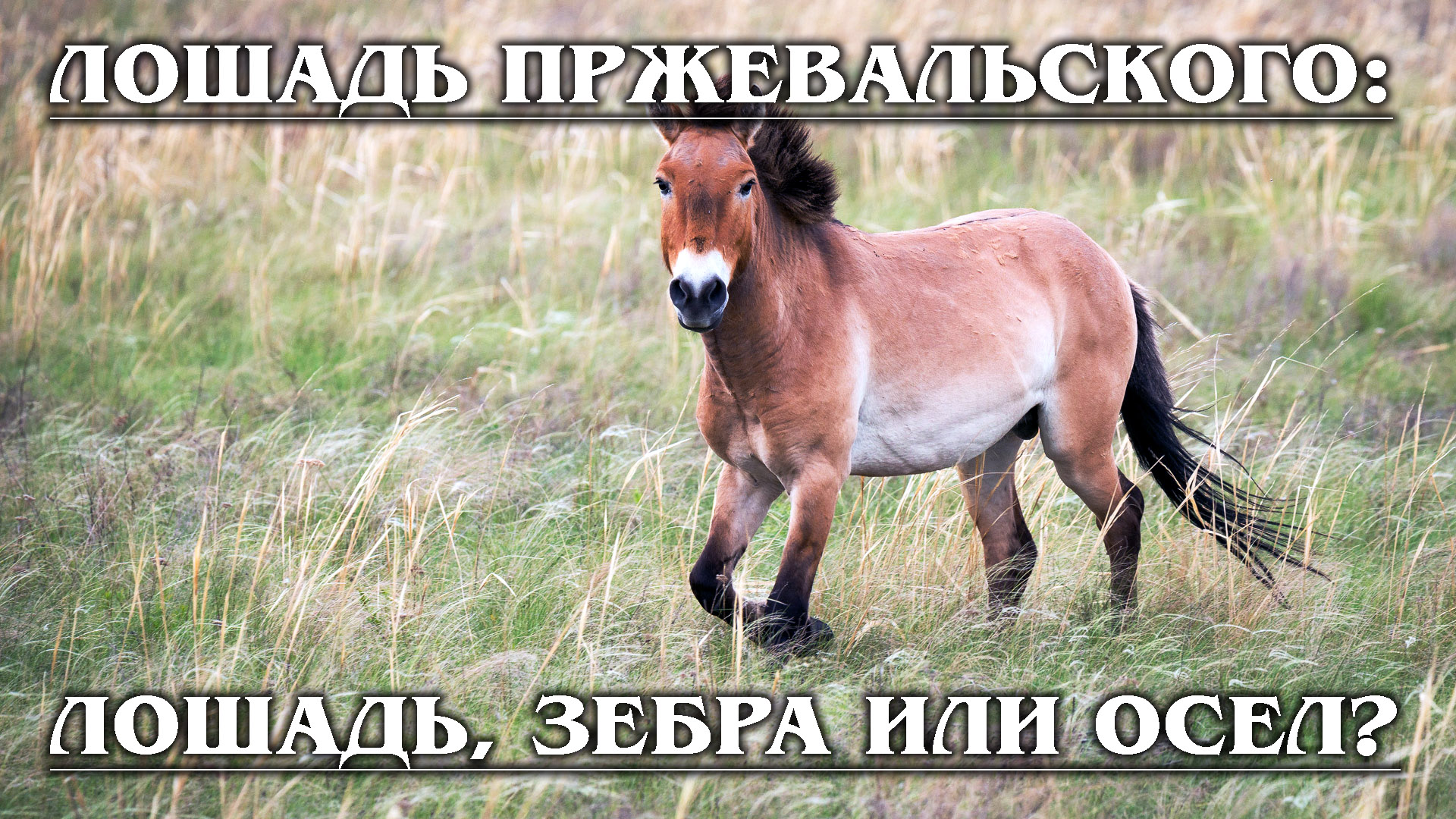 ЛОШАДЬ ПРЖЕВАЛЬСКОГО: Загадочная помесь зебры, осла и лошади | Интересные факты про лошадей