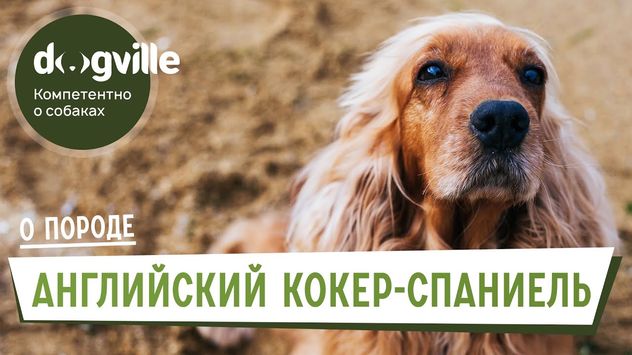 Английский кокер-спаниель - О породе - Как выбрать щенка Английского кокер-спаниеля?