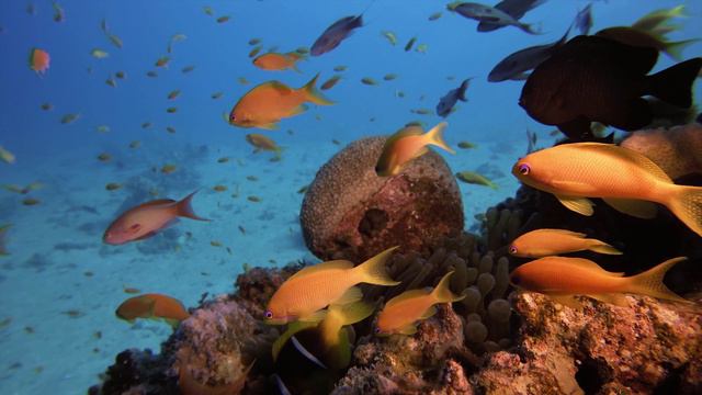 4K Подводный мир, релакс, музыка