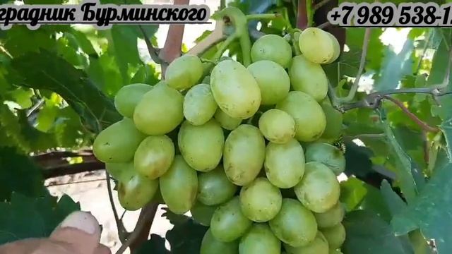 ГФ. Винограда ВАСИЛИСА 2 (Калугин В.М.).