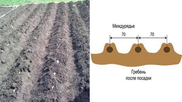 Схемы посадки картофеля