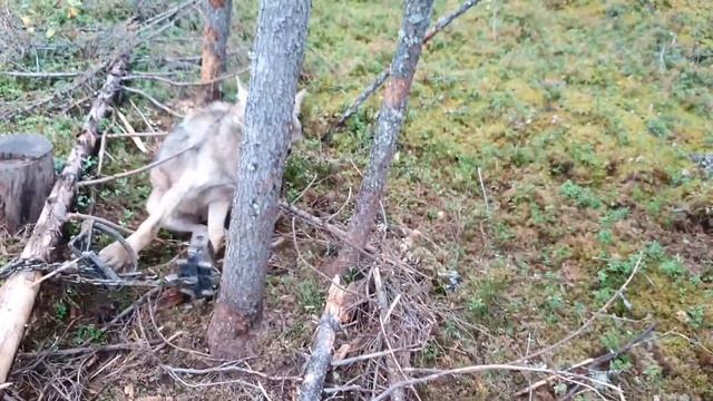 Охота на волка по чернотропу капканами/Wolf trapping Bridger Wolf.