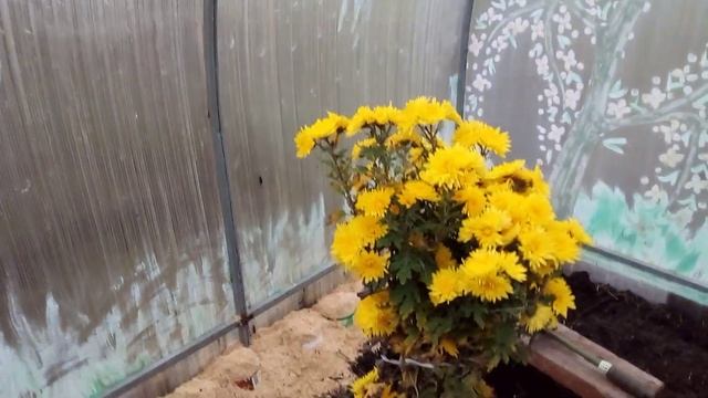 ?ЧЕРЕНКОВАНИЕ РОЗ ПОД ЗИМУ В ТЕПЛИЦЕ?