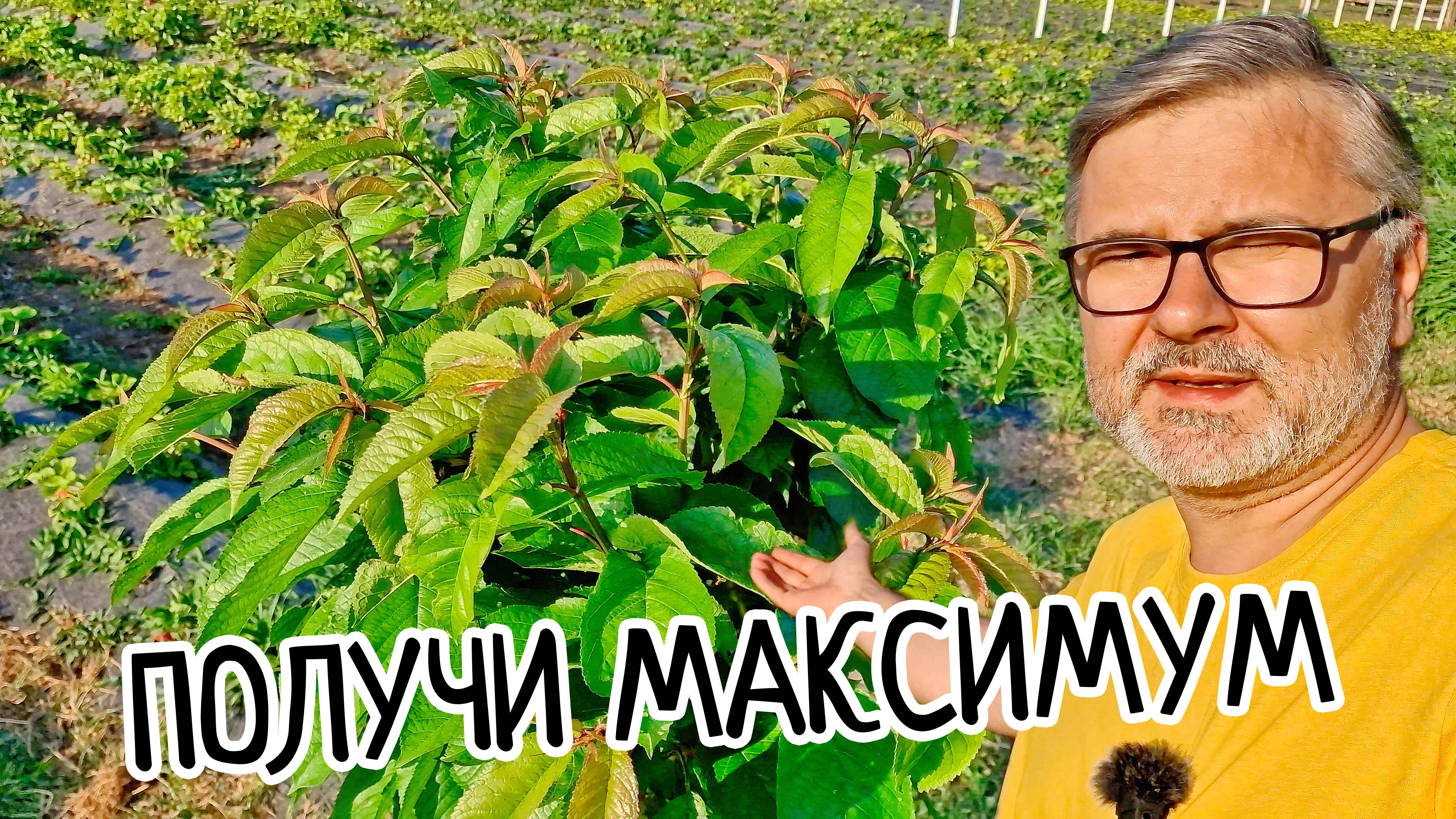Обработка деревьев от вредителей. Невероятный рост с обилием плодов. Правильный уход за деревьями.