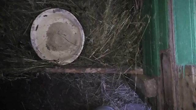 Секрет откорма или ошибка? Чем кормить телят