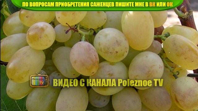 ВИНОГРАД ПОДАРОК ЗАПОРОЖЬЮ ОПИСАНИЕ СОРТА