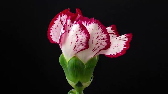 Отличная музыка, расслабляющая душа (танец цветов) !!! Сергей Грищук