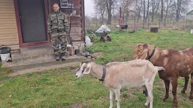 Последняя серия с черничного хутора в этом году. Даже коза сделала всё, чтоб мы спокойно уехали.