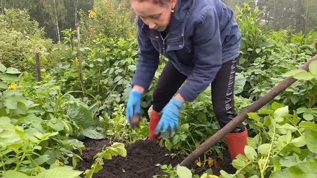 Сорт картофеля «Гала»