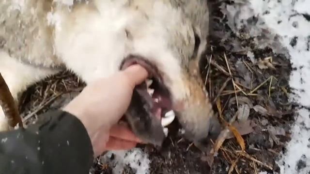 Охотимся на волка! (охота на волка петлями) 2020