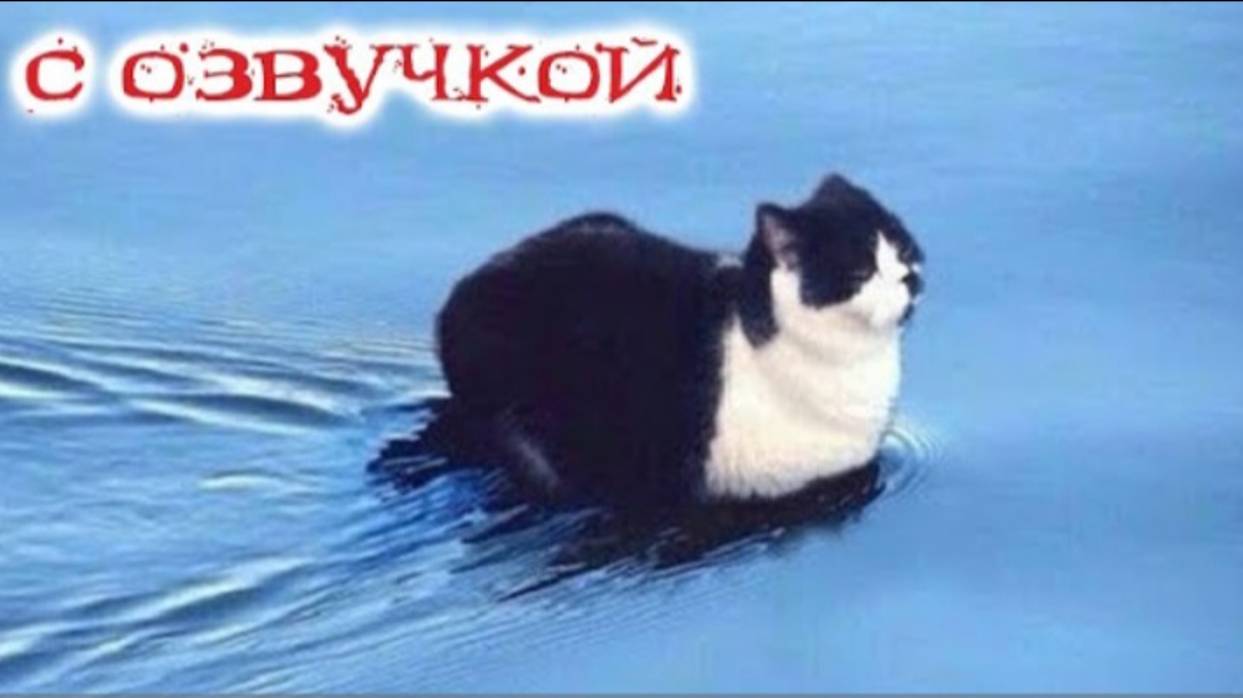 ПРИКОЛЫ С КОТАМИ С ОЗВУЧКОЙ Самые смешные животные Смешные коты и собаками 2023 ТЕСТ НА ПСИХИКУ