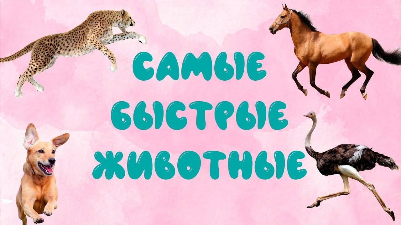Самые быстрые животные мира ¦ Развивающее видео для детей ¦ карточки Домана