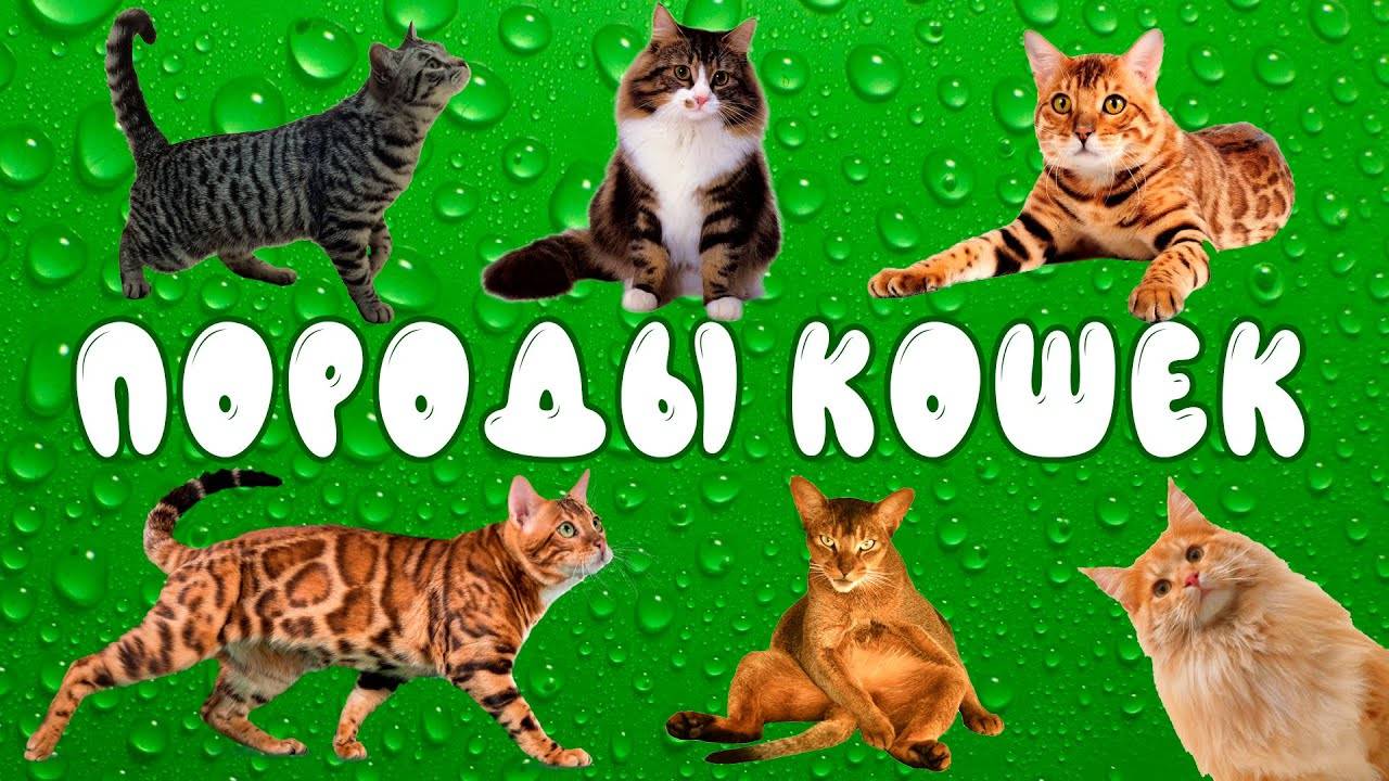 Породы кошек ¦ развивающее видео для детей ¦ карточки Домана