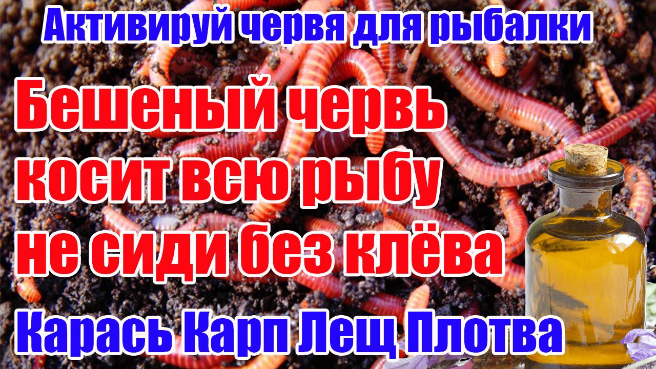 Этот Червь соберет всю Рыбу!  Насадка на Карася Карпа Леща Круглый год