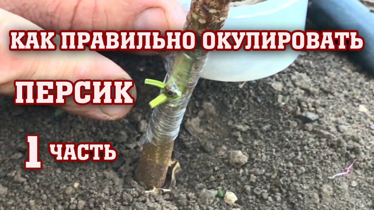 Как правильно окулировать Персик !