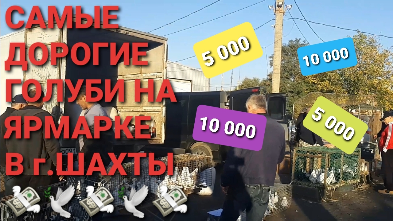 Самые дорогие голуби на ярмарке в г.Шахты. Птичий рынок 06.10.24.