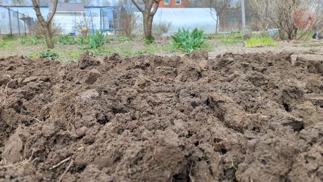 Под все кусты и яблони сыплю это удобрение во второй половине осени. Ветки ломаются от плодов!
