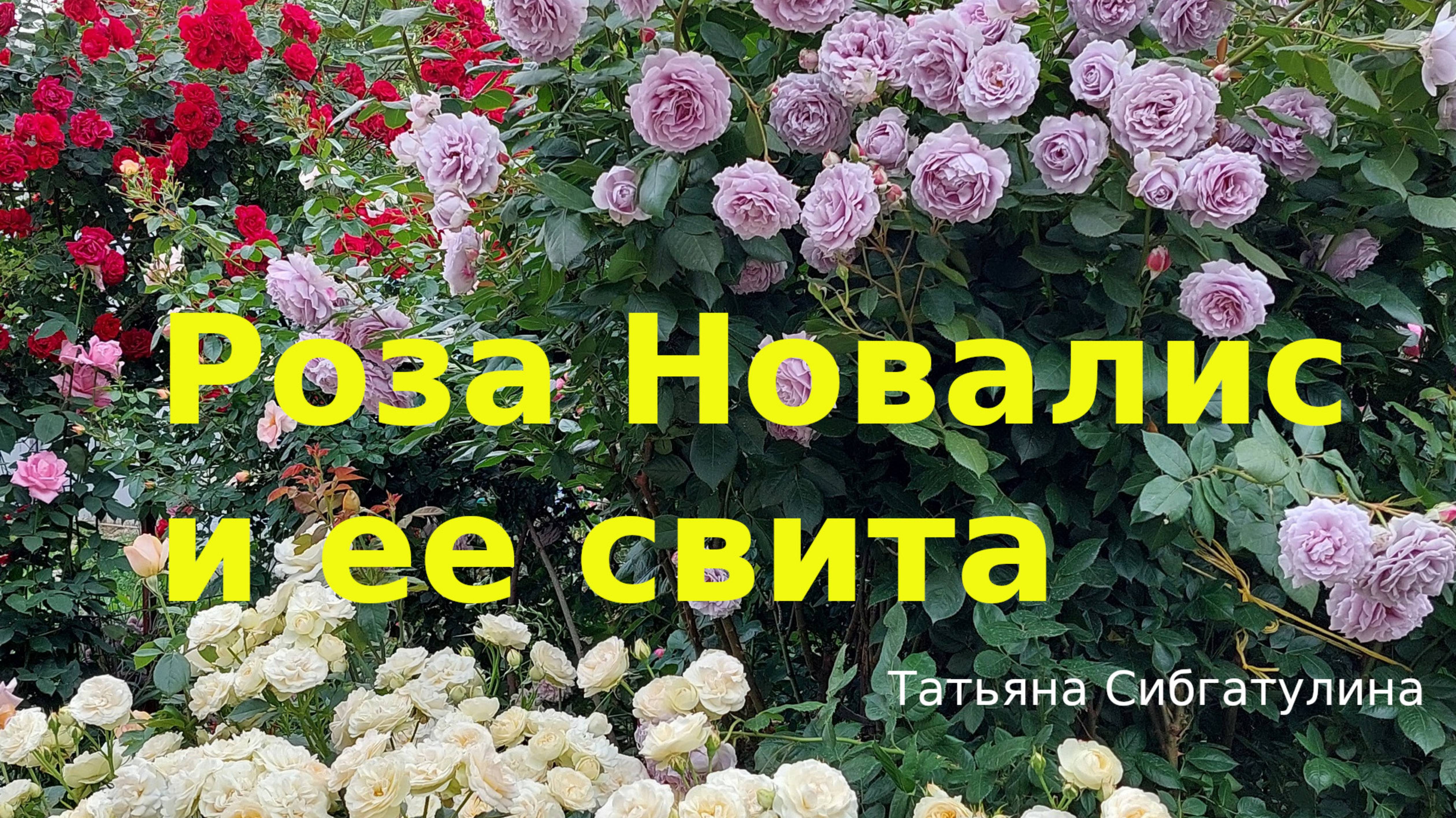 Розы. Композиция: роза Новалис, роза Пастелла, роза Лорена Сомерхауз