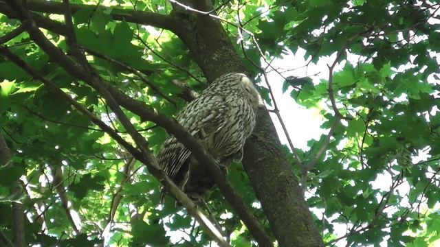 Сова. Длиннохвостая неясыть ругается ( Strix uralensis )