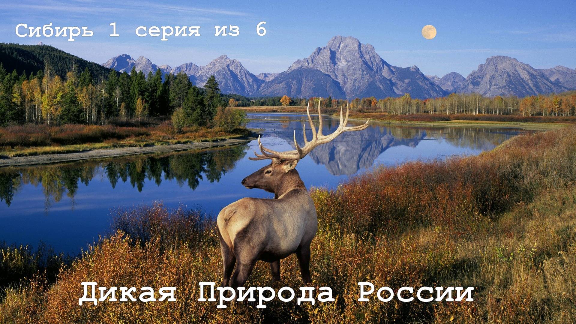 СИБИРЬ - Дикая Природа России 1 серия