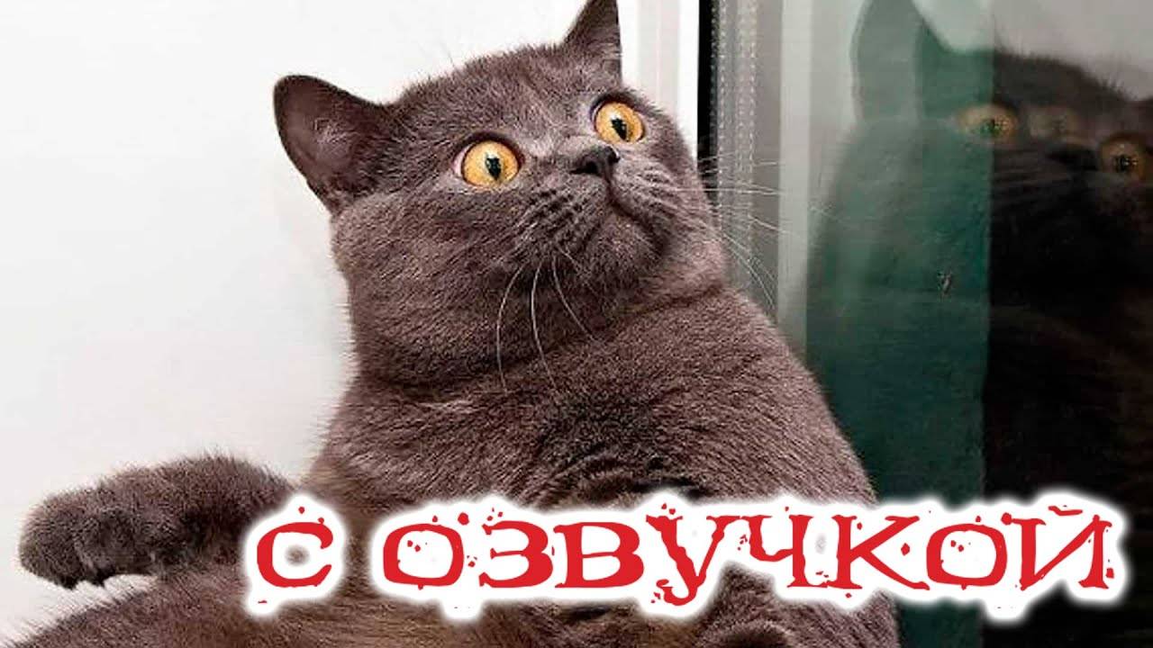 Приколы с котами! Самые смешные животные! С ОЗВУЧКОЙ! УГАРНЫЕ Смешные коты!