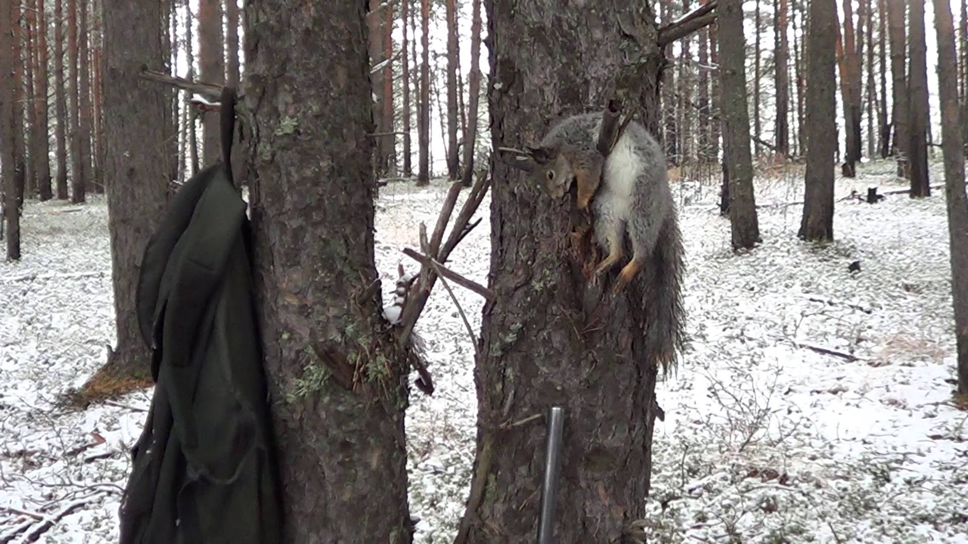 ОХОТА НА КУНИЦУ КАПКАНАМИ / ОХОТА НА ПУШНИНУ С ЛАЙКАМИ. Сезон 24-25г.