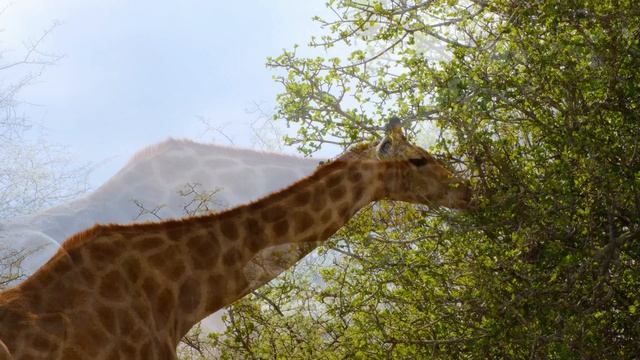 3206072-uhd_3840_2160_30fps
