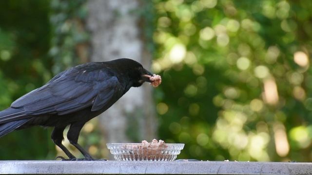 6956527-hd_1920_1080_30fps