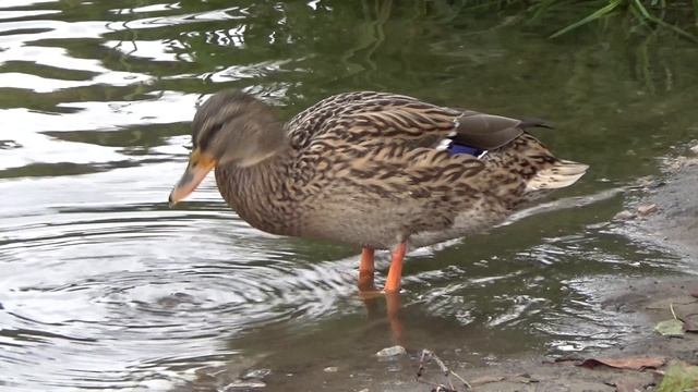 854427-uhd_3840_2160_25fps