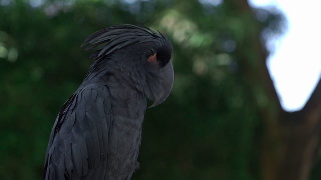 7722589-hd_1920_1080_25fps