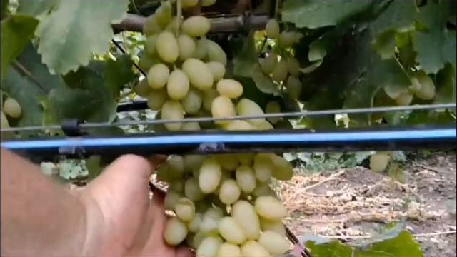 виноград кишмиш Лилит