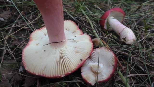 Внимательней с красными сыроежками! Сыроежка пурпурно-красная  - Russula obscura