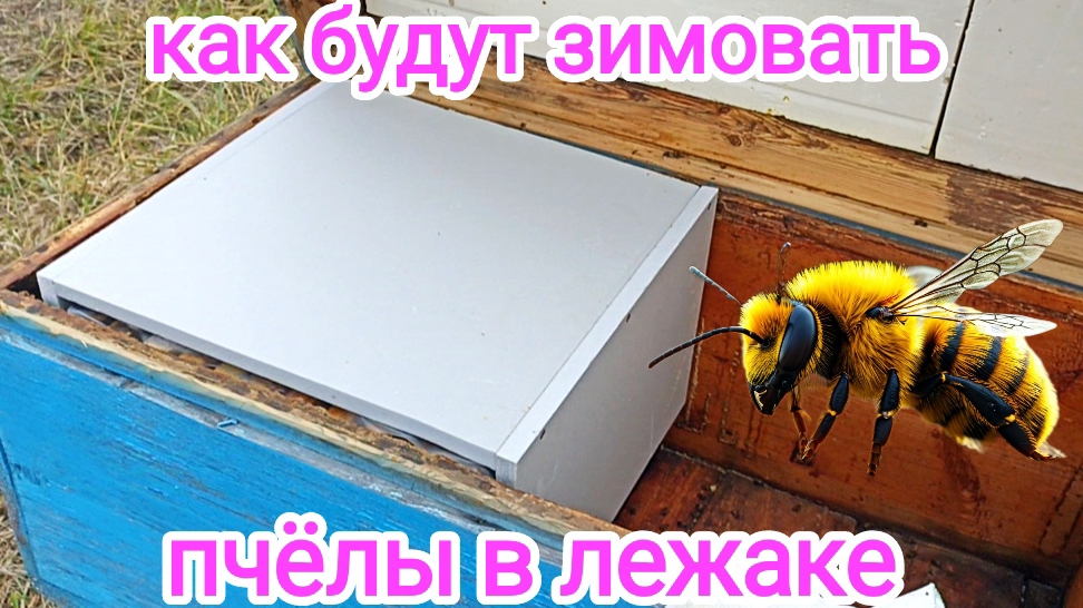 Эксперимент с зимовкой пчёл в старом лежаке! Пчеловодство!