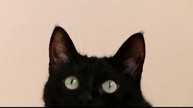 Включи этот звук свой кошке и посмотри на её реакцию! Звуки которые нравятся кошкам. Звук кошек.
