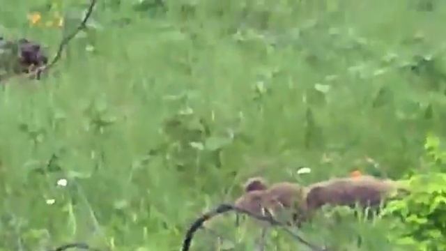 Охота на МЕДВЕДЯ / Огромный Медведь напал на Охотника