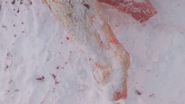как проходит день повара на охоте