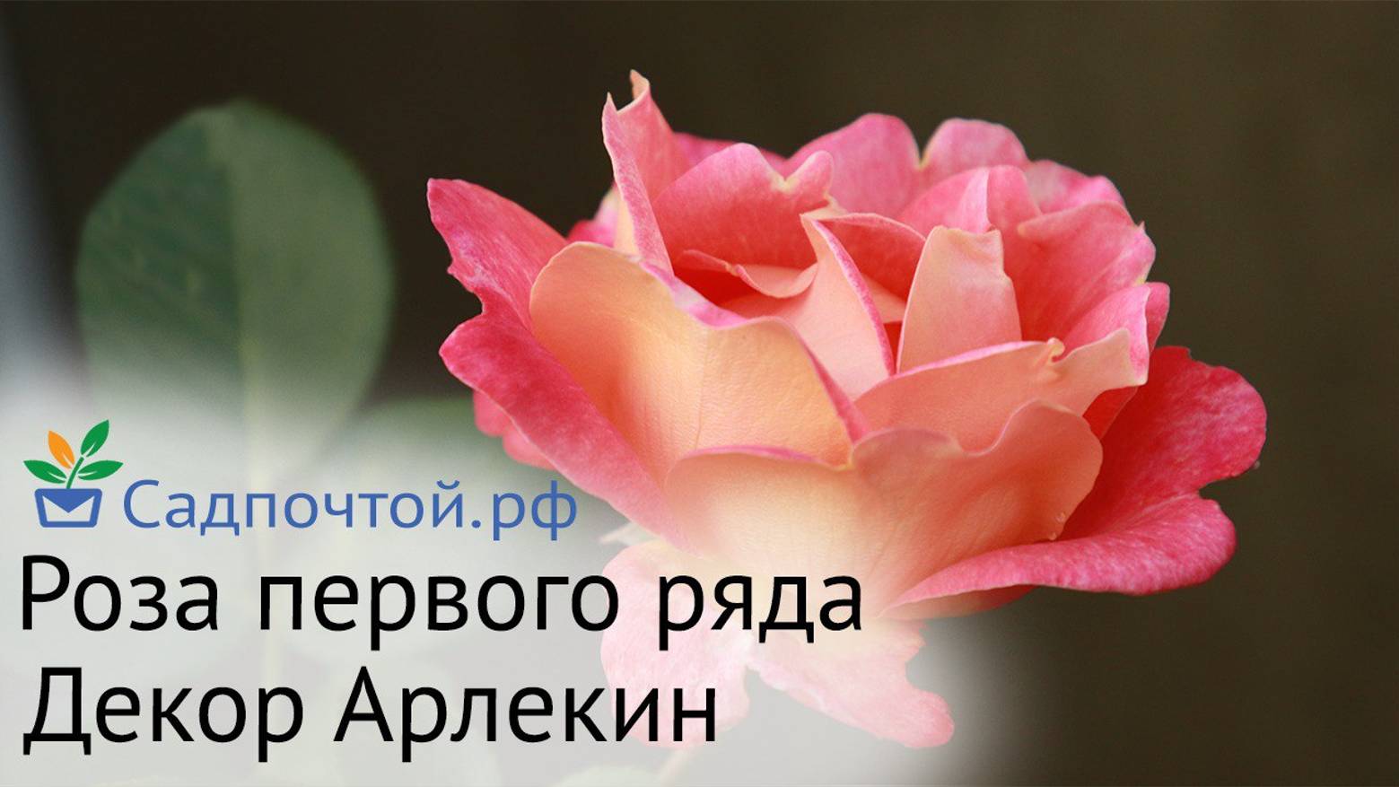 Роза первого ряда - "Декор Арлекин". Эффектное и длительное цветение, быстрый рост и зимостойкость