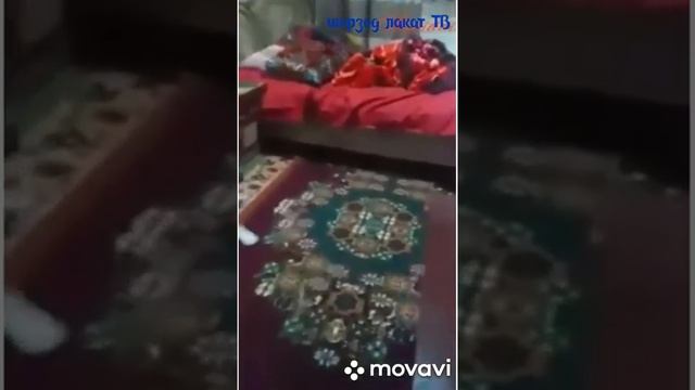 ЗАПАЛ 18 ЁШ 2 ОЙЛИК КЕЛИН КУЛГА ТУШТИ