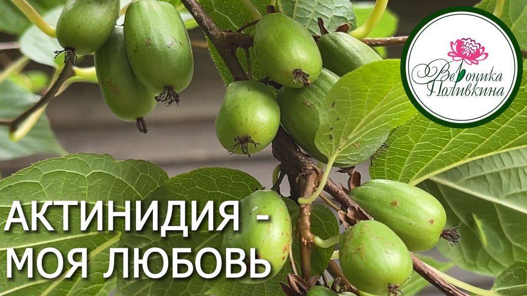 Актинидия. Такая ягода вам точно нужна