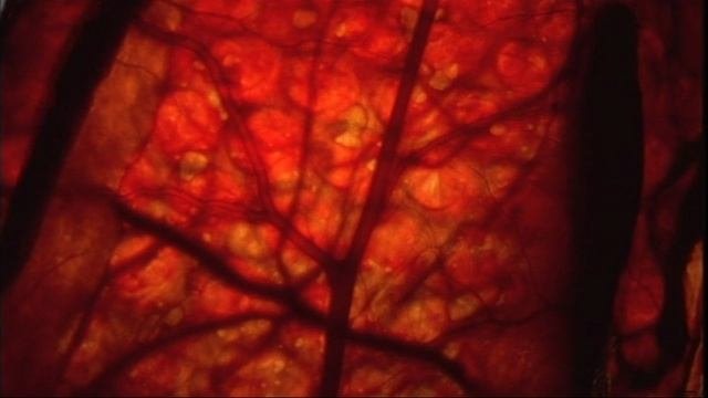BBC: Прогулки с монстрами. Жизнь до динозавров