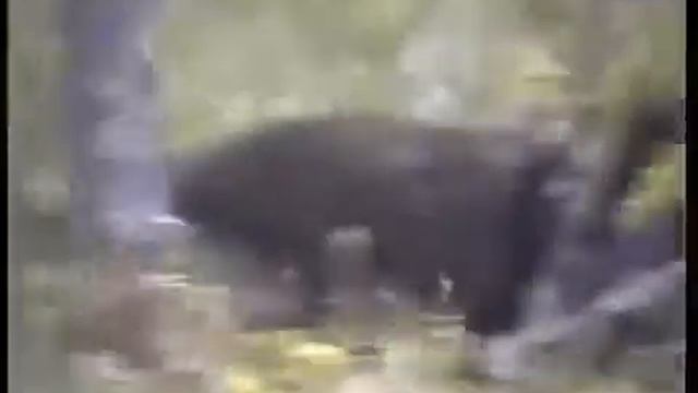 Охота на огромного Медведя