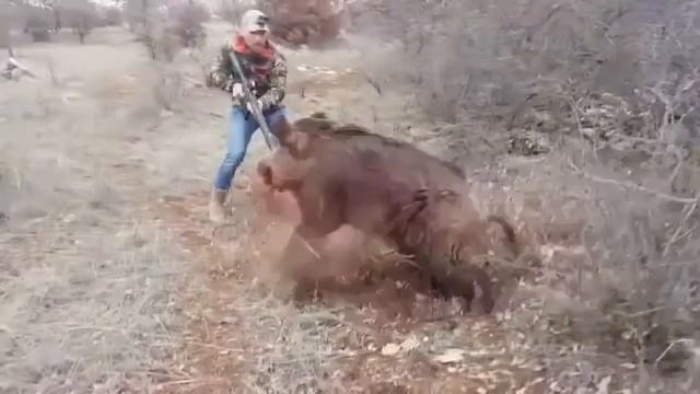 Охота на кабана всегда опасна